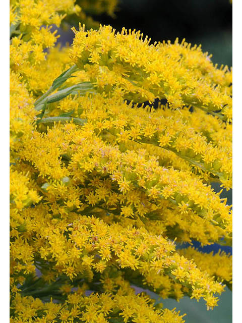 Solidago canadensis (Canada goldenrod) #74058