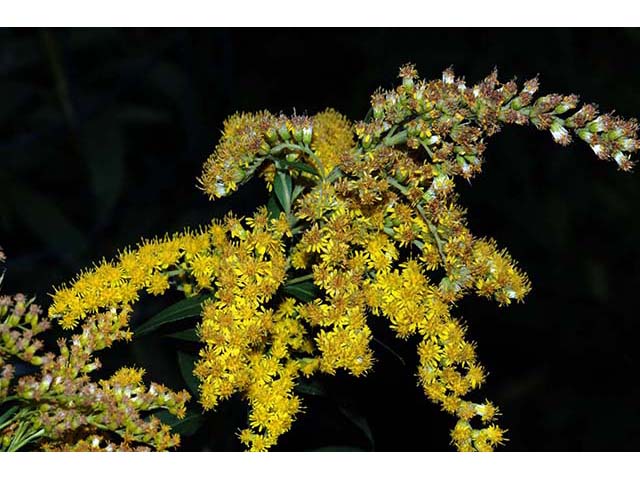 Solidago canadensis (Canada goldenrod) #74073