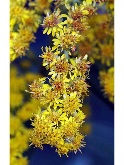 Solidago canadensis (Canada goldenrod) #74078