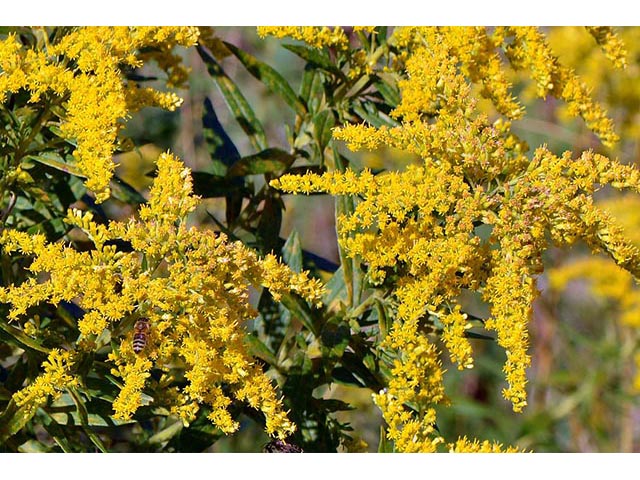 Solidago canadensis (Canada goldenrod) #74088