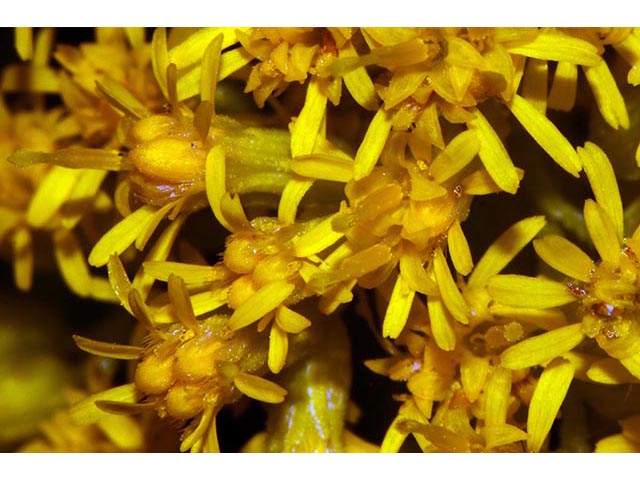 Solidago canadensis (Canada goldenrod) #74096