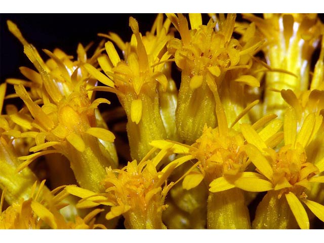 Solidago canadensis (Canada goldenrod) #74100