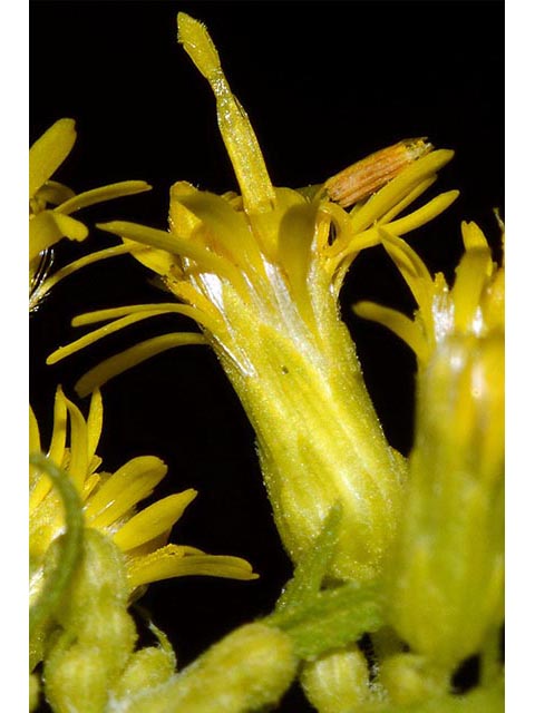 Solidago canadensis (Canada goldenrod) #74104