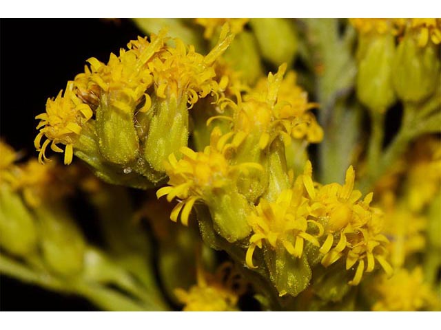 Solidago canadensis (Canada goldenrod) #74112