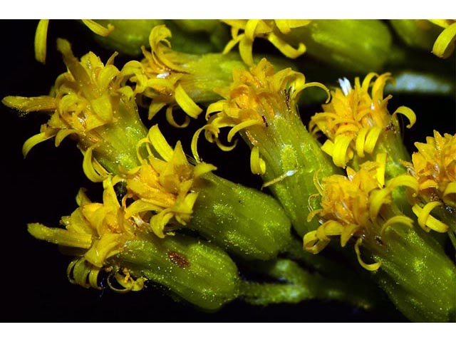 Solidago canadensis (Canada goldenrod) #74120