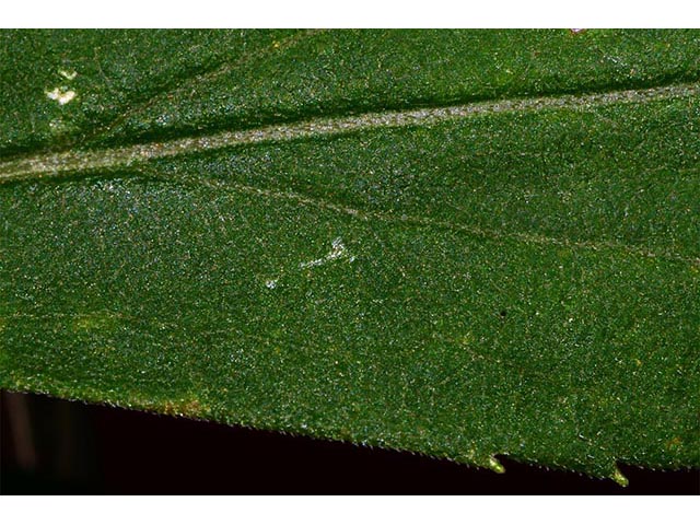 Solidago canadensis (Canada goldenrod) #74124