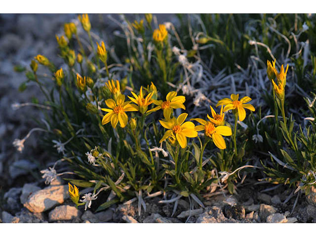 Stenotus acaulis (Stemless mock goldenweed) #74222