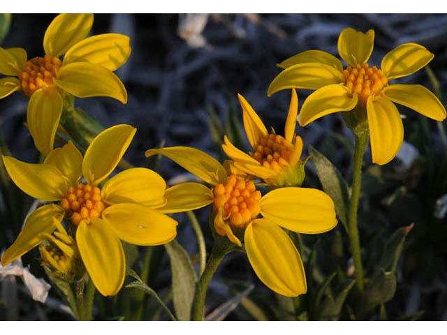 Stenotus acaulis (Stemless mock goldenweed) #74226