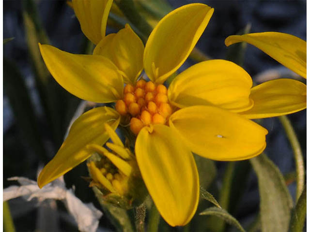 Stenotus acaulis (Stemless mock goldenweed) #74228