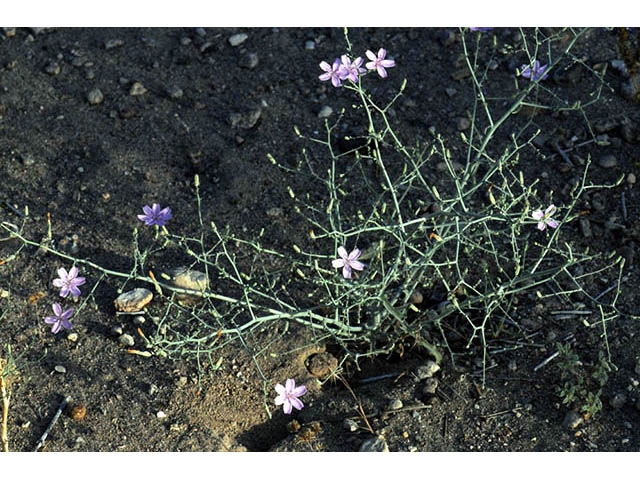 Stephanomeria exigua (Small wirelettuce) #74230