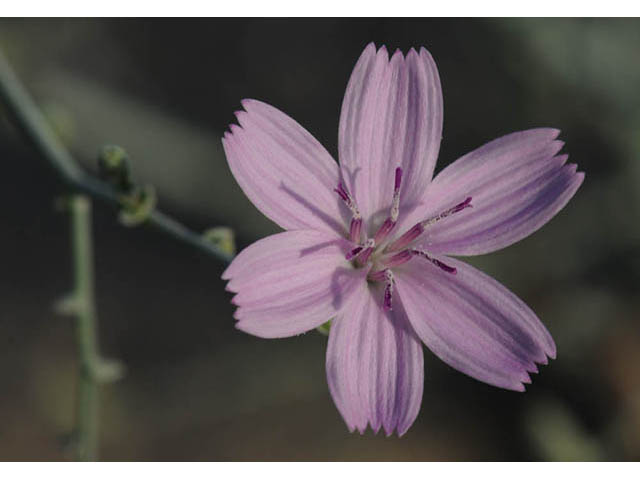 Stephanomeria exigua (Small wirelettuce) #74232