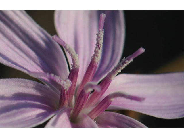 Stephanomeria exigua (Small wirelettuce) #74236