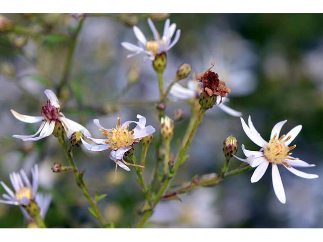 Symphyotrichum cordifolium (Broad-leaved aster) #74280