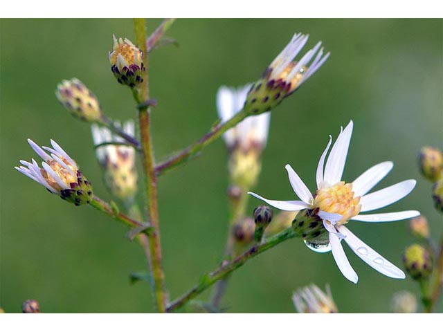 Symphyotrichum cordifolium (Broad-leaved aster) #74282