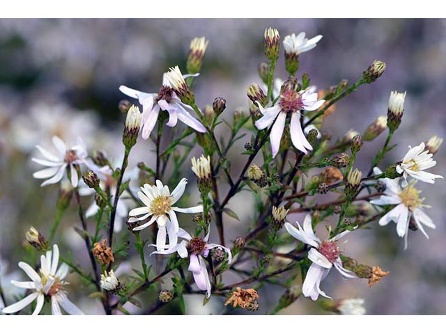 Symphyotrichum cordifolium (Broad-leaved aster) #74284