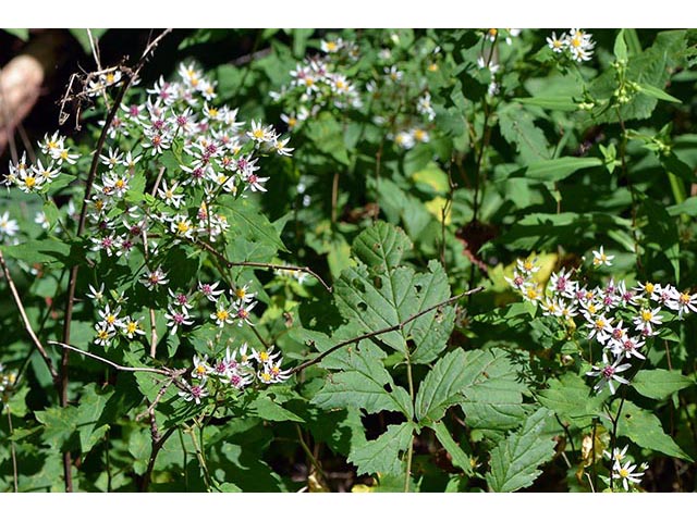 Symphyotrichum cordifolium (Broad-leaved aster) #74319