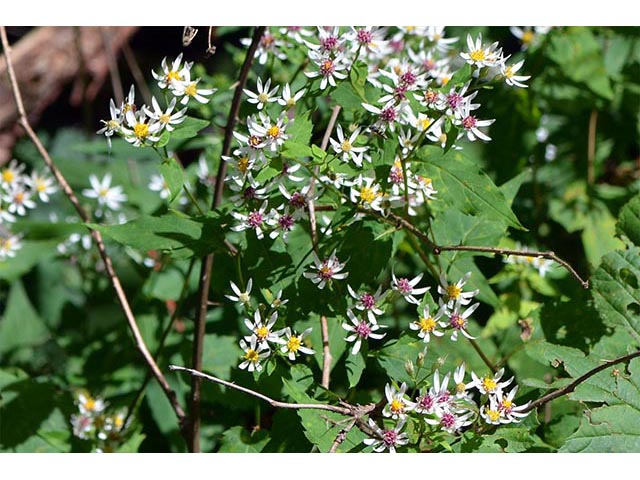 Symphyotrichum cordifolium (Broad-leaved aster) #74320