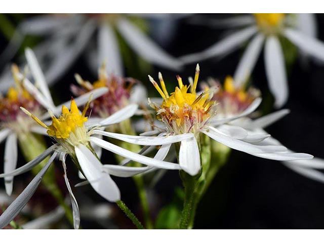 Symphyotrichum cordifolium (Broad-leaved aster) #74327