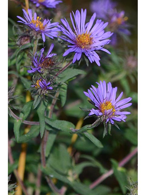 Symphyotrichum novae-angliae (New england aster) #74485