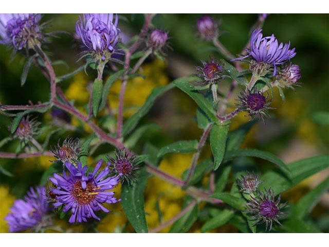 Symphyotrichum novae-angliae (New england aster) #74486