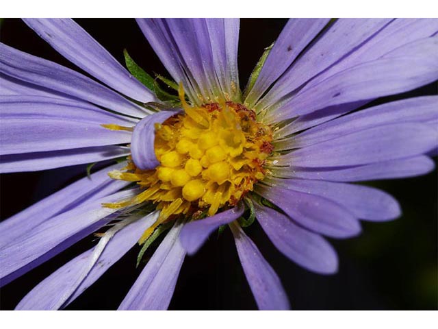 Symphyotrichum novae-angliae (New england aster) #74508