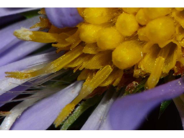 Symphyotrichum novae-angliae (New england aster) #74509