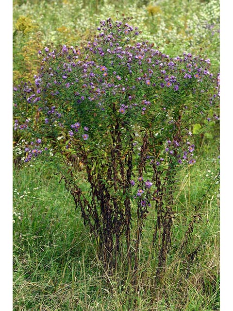 Symphyotrichum novae-angliae (New england aster) #74518