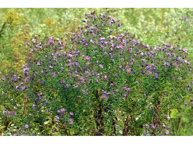 Symphyotrichum novae-angliae (New england aster) #74519