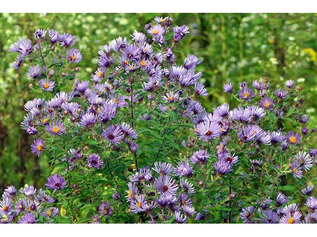 Symphyotrichum novae-angliae (New england aster) #74523