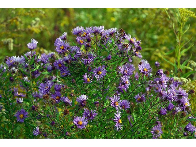 Symphyotrichum novae-angliae (New england aster) #74524