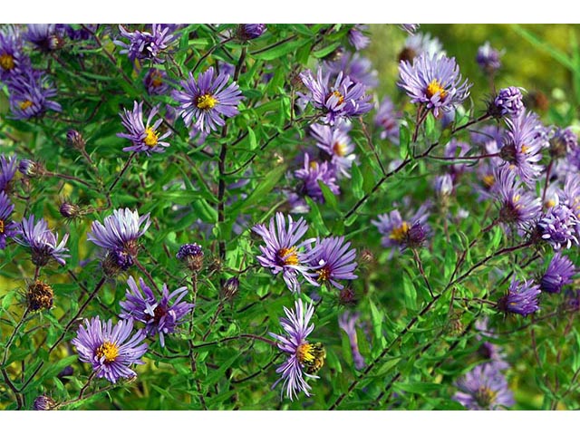 Symphyotrichum novae-angliae (New england aster) #74525