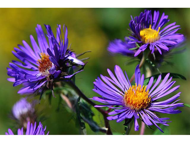 Symphyotrichum novae-angliae (New england aster) #74528