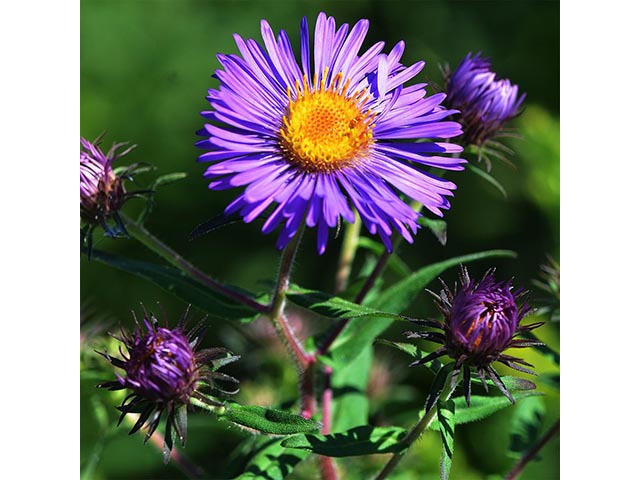 Symphyotrichum novae-angliae (New england aster) #74530