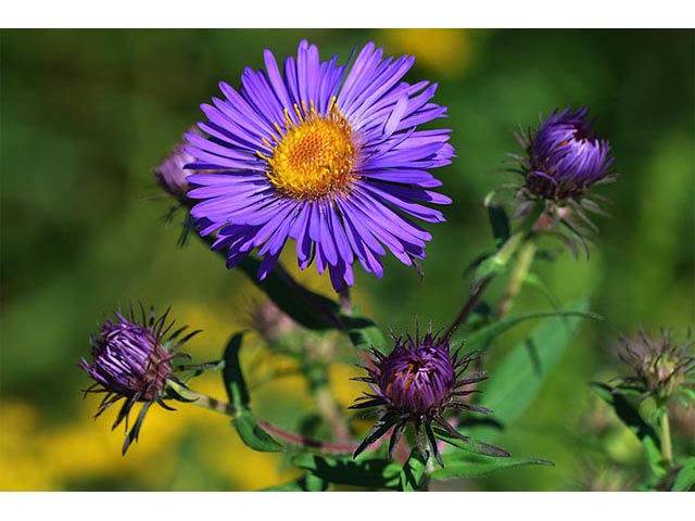 Symphyotrichum novae-angliae (New england aster) #74531