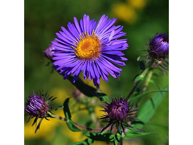 Symphyotrichum novae-angliae (New england aster) #74532