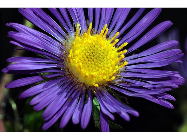 Symphyotrichum novae-angliae (New england aster) #74534