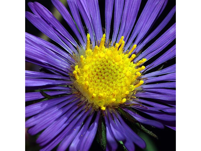 Symphyotrichum novae-angliae (New england aster) #74535