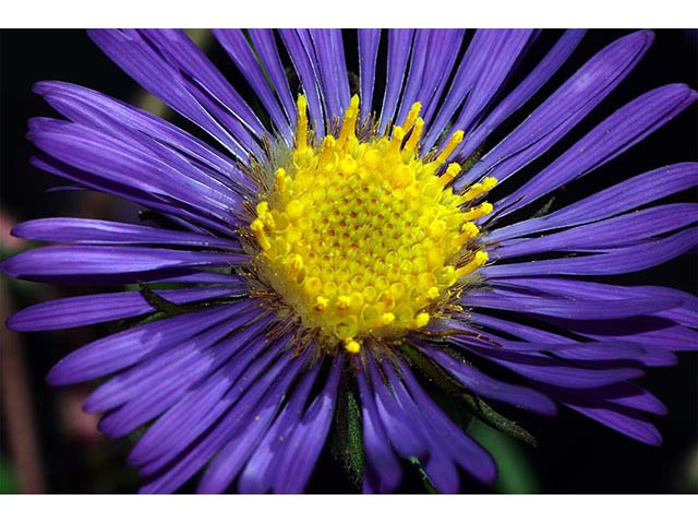 Symphyotrichum novae-angliae (New england aster) #74536