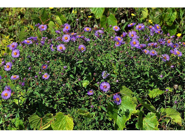 Symphyotrichum novae-angliae (New england aster) #74547