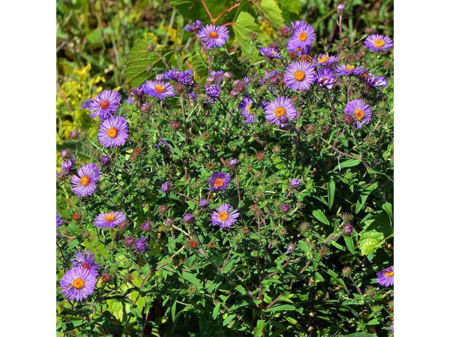 Symphyotrichum novae-angliae (New england aster) #74548