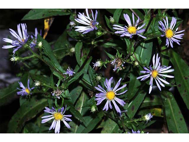 Symphyotrichum novi-belgii var. novi-belgii (New york aster) #74555