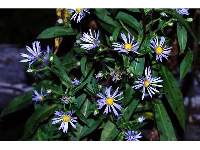 Symphyotrichum novi-belgii var. novi-belgii (New york aster) #74556