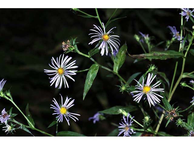 Symphyotrichum novi-belgii var. novi-belgii (New york aster) #74557