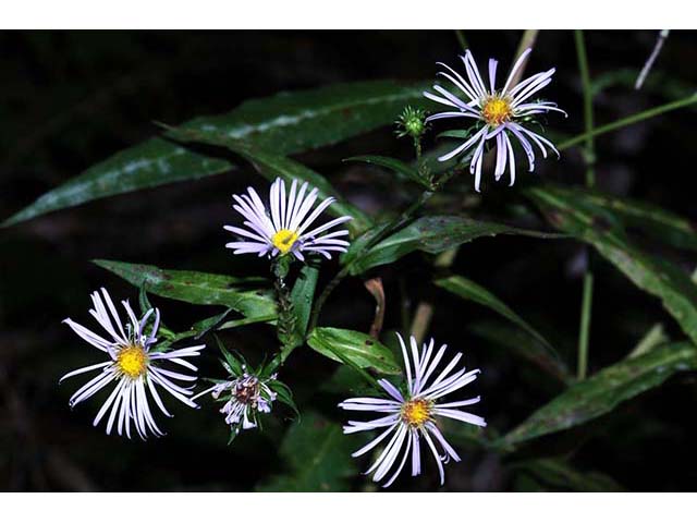 Symphyotrichum novi-belgii var. novi-belgii (New york aster) #74558