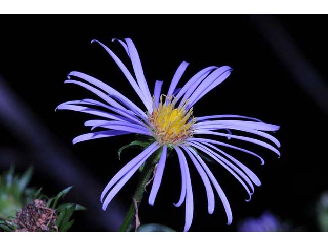 Symphyotrichum novi-belgii var. novi-belgii (New york aster) #74560