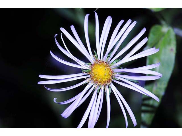 Symphyotrichum novi-belgii var. novi-belgii (New york aster) #74562