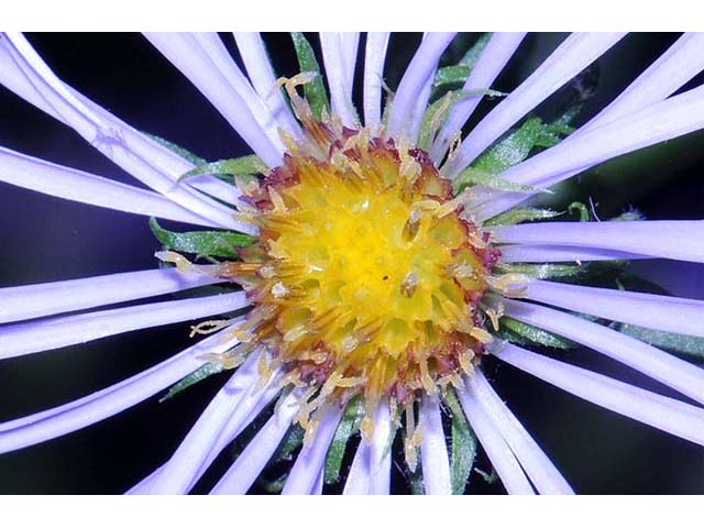 Symphyotrichum novi-belgii var. novi-belgii (New york aster) #74563