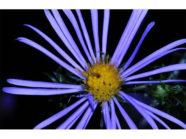 Symphyotrichum novi-belgii var. novi-belgii (New york aster) #74564