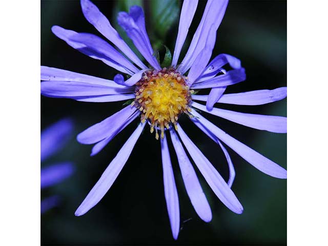 Symphyotrichum novi-belgii var. novi-belgii (New york aster) #74565