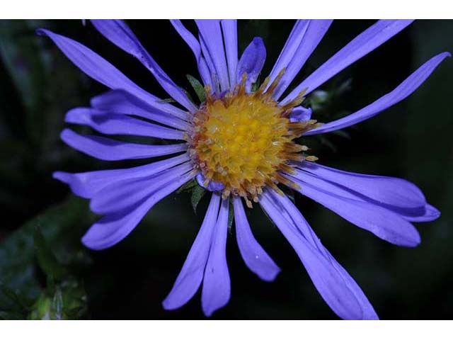 Symphyotrichum novi-belgii var. novi-belgii (New york aster) #74568